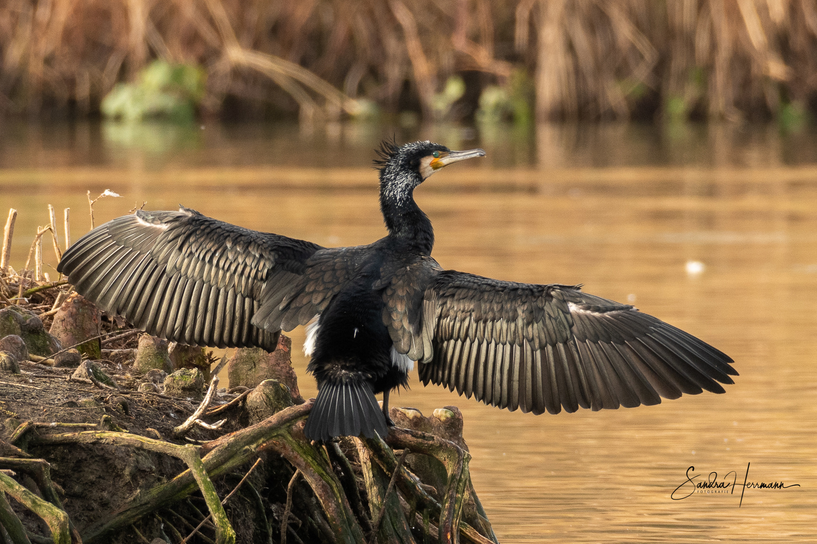 Kormoran