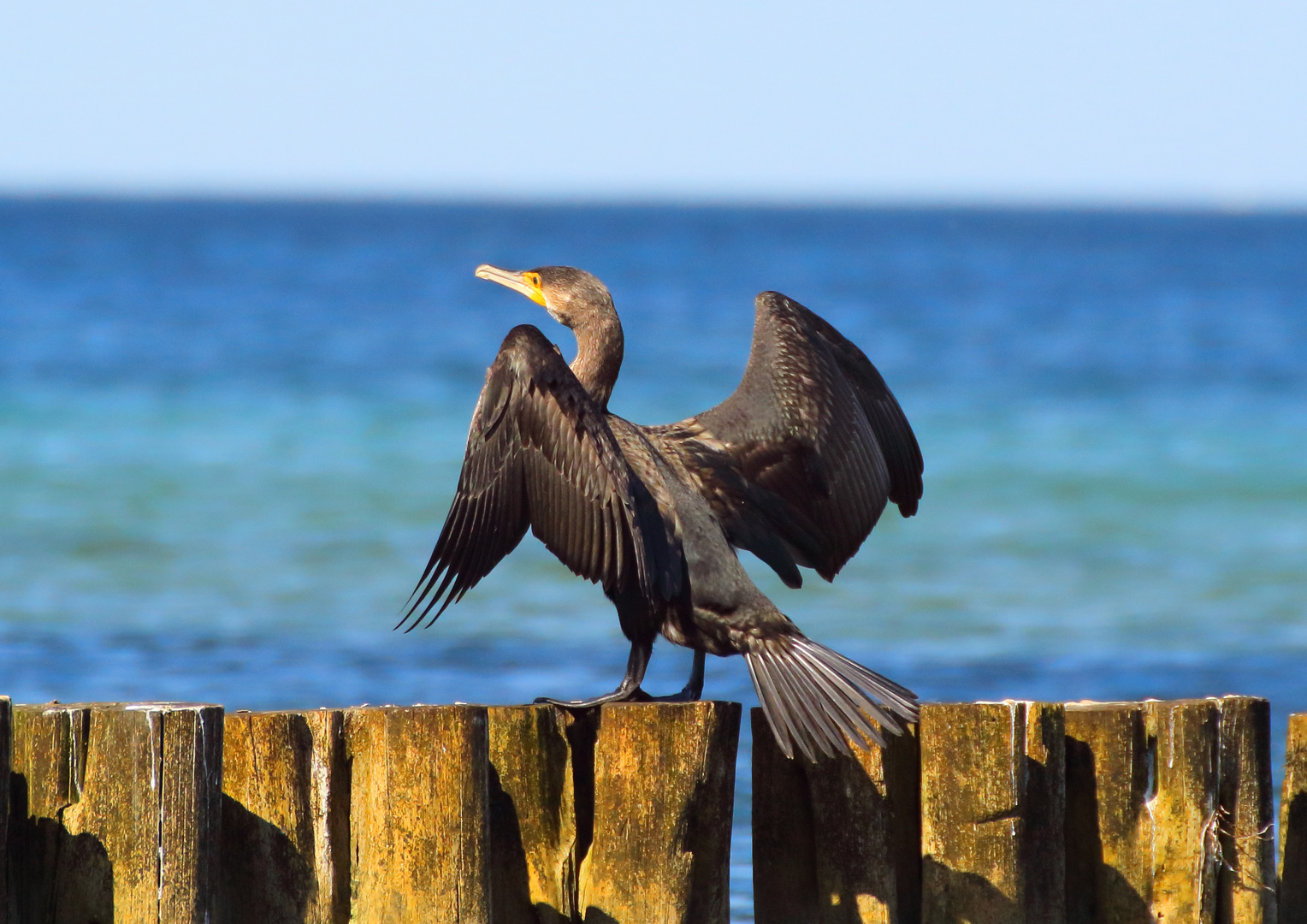 Kormoran Foto & Bild | vögel, ostsee, natur Bilder auf fotocommunity