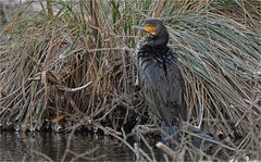 Kormoran 