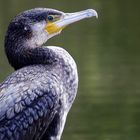 Kormoran