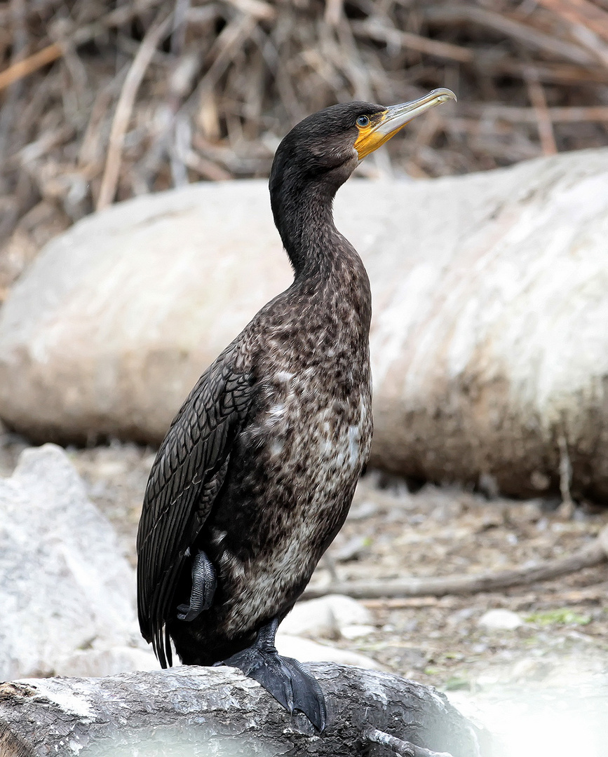 Kormoran