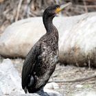 Kormoran