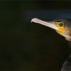 *Kormoran*