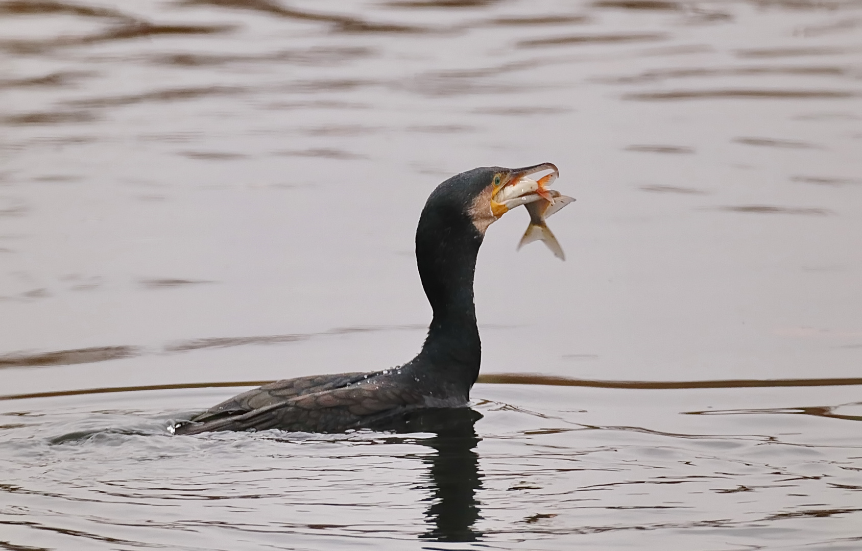 Kormoran