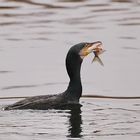 Kormoran