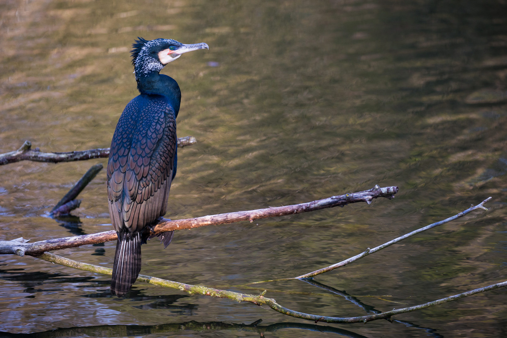 Kormoran