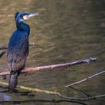 Kormoran