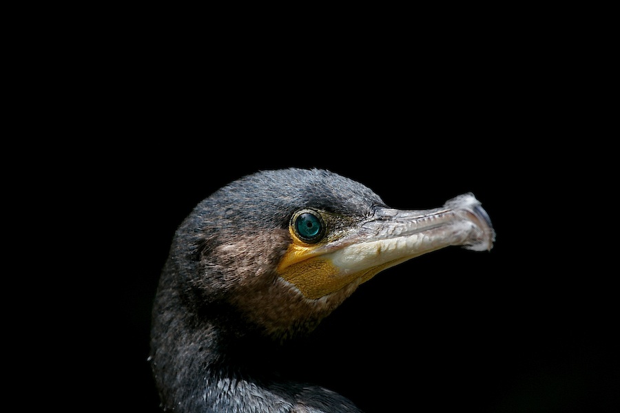 Kormoran