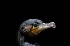 Kormoran