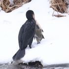 Kormoran