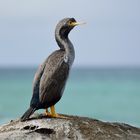 Kormoran