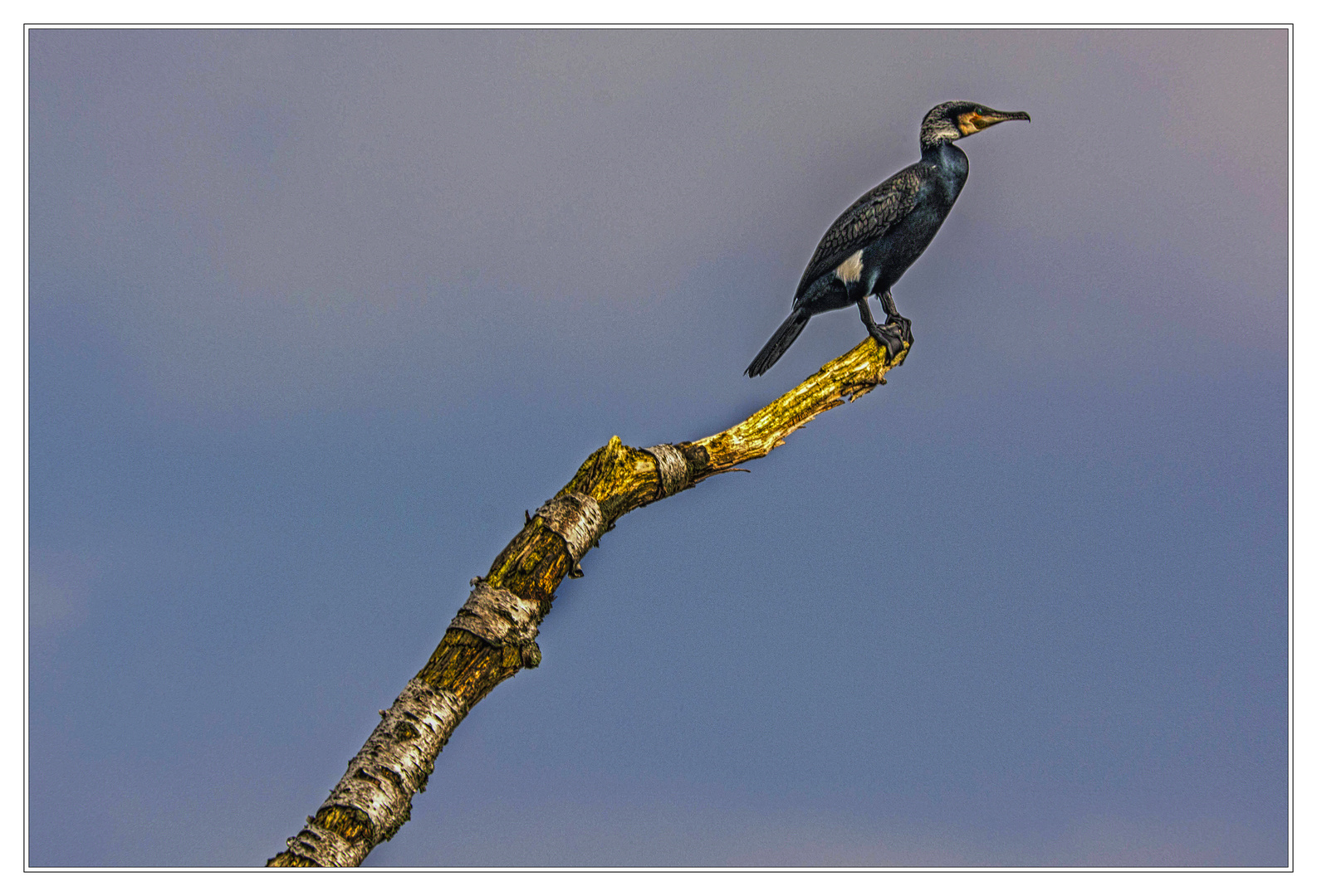 Kormoran