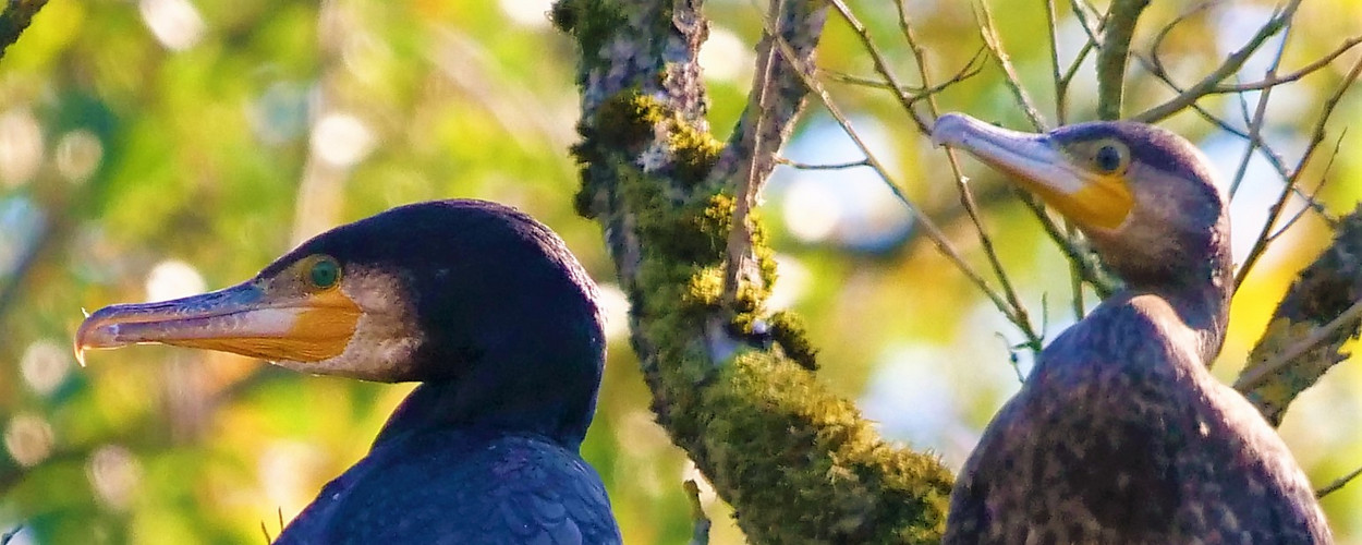 Kormoran