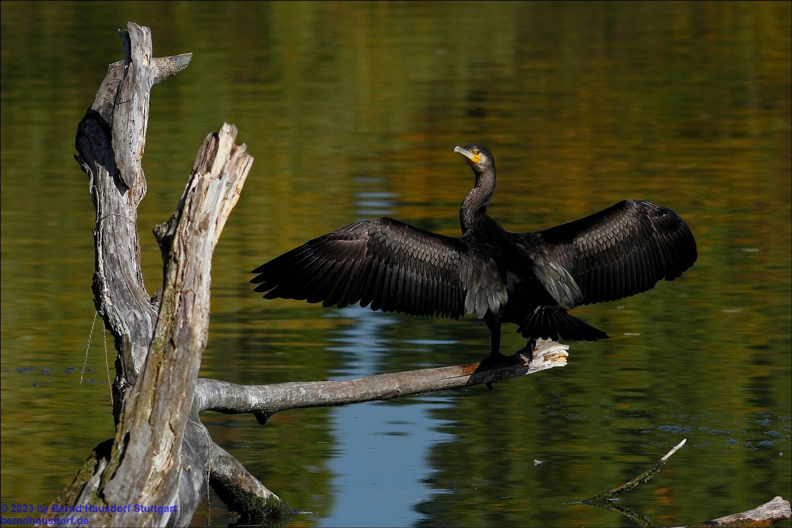 Kormoran 