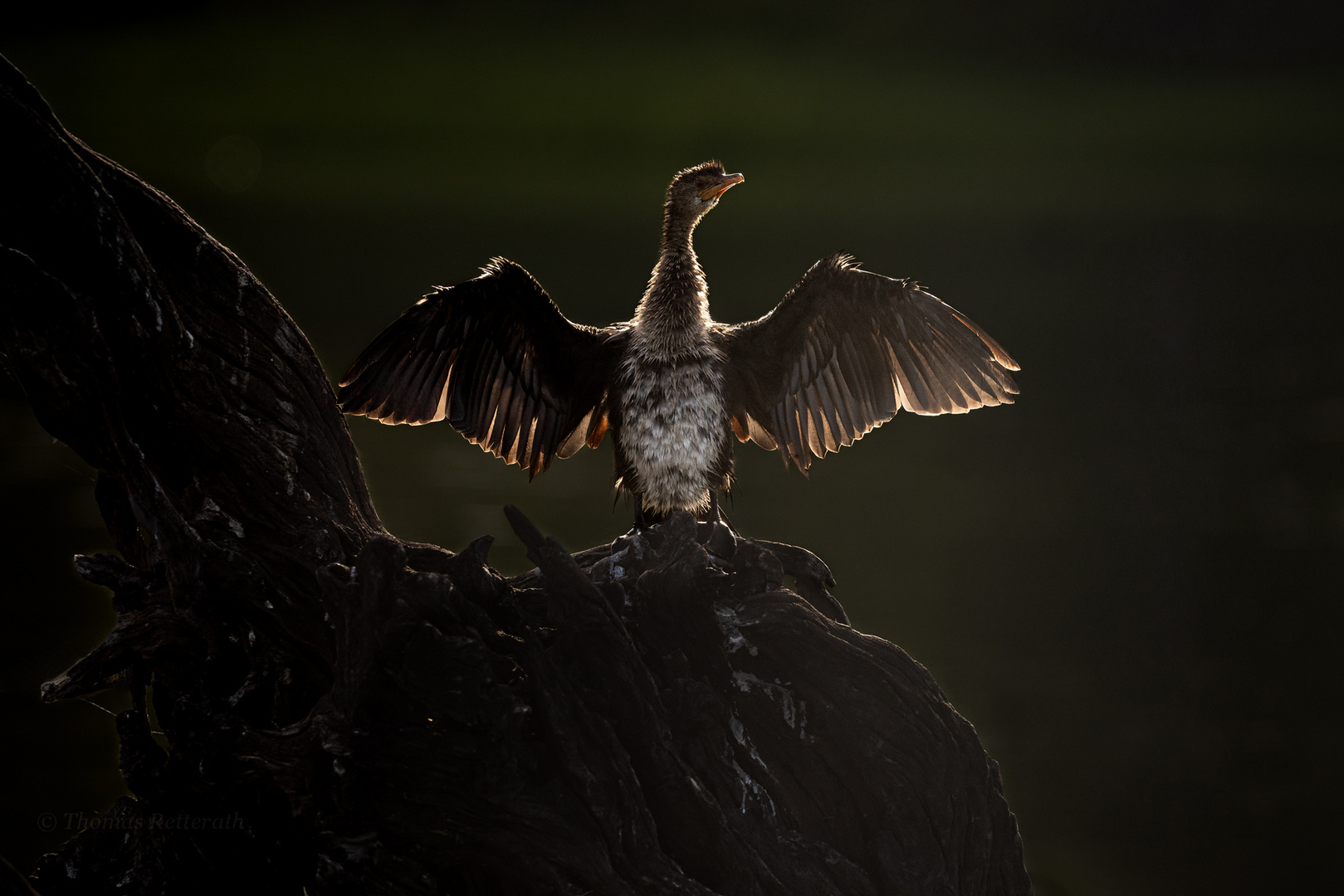 Kormoran