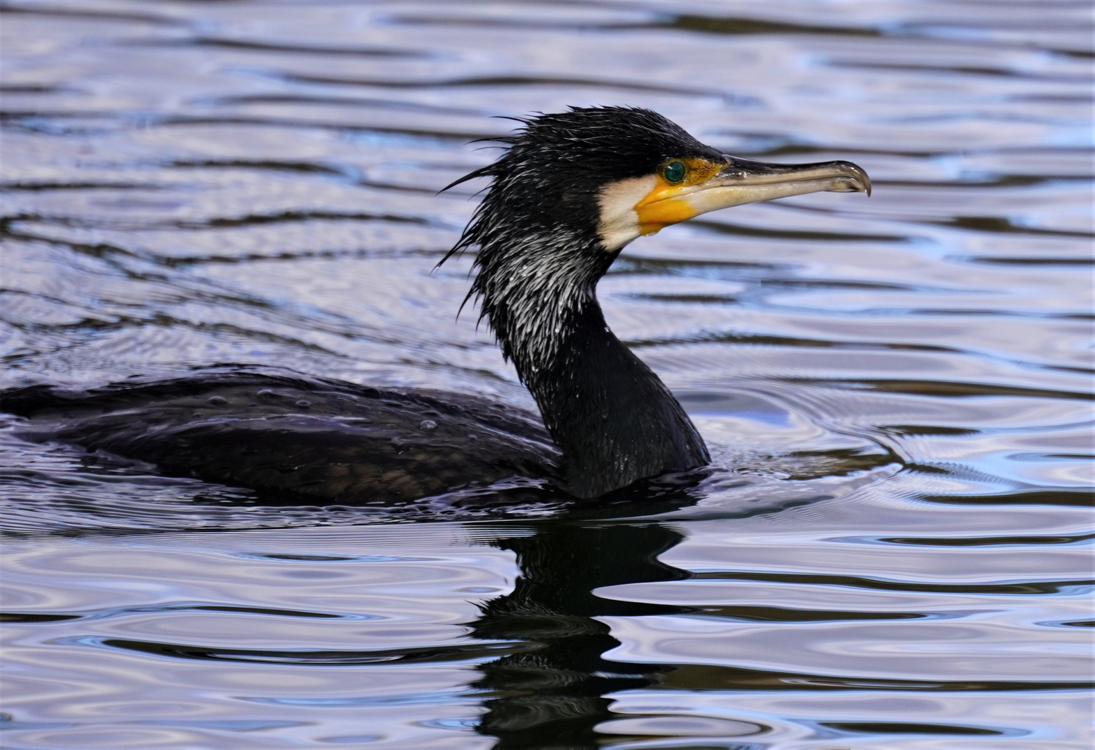 Kormoran