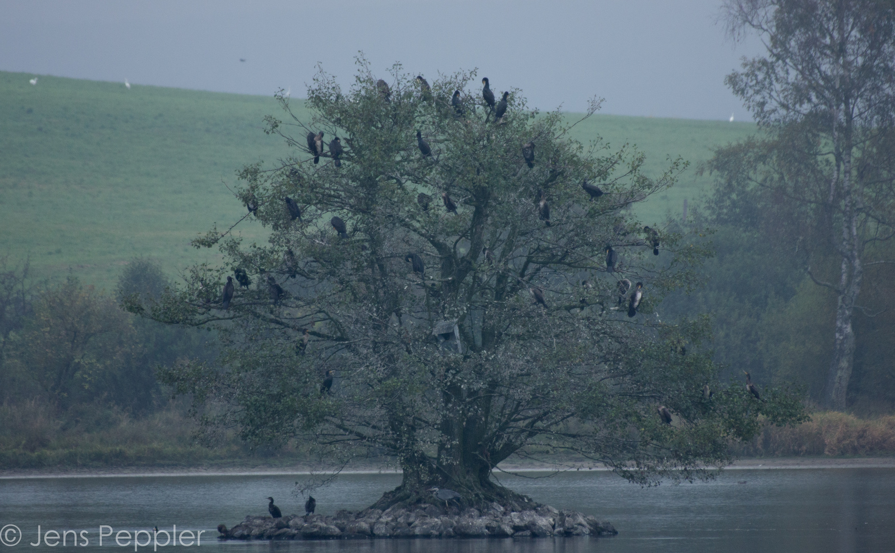 Kormoran Baum