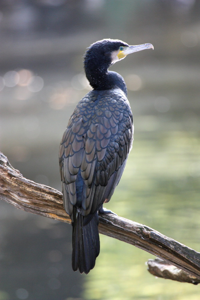 Kormoran