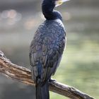 Kormoran