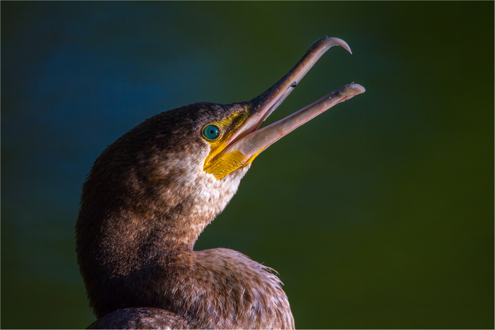 Kormoran