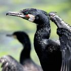 Kormoran