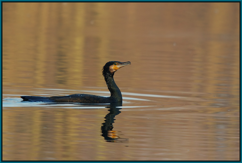 Kormoran