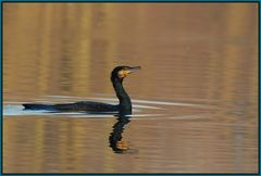 Kormoran