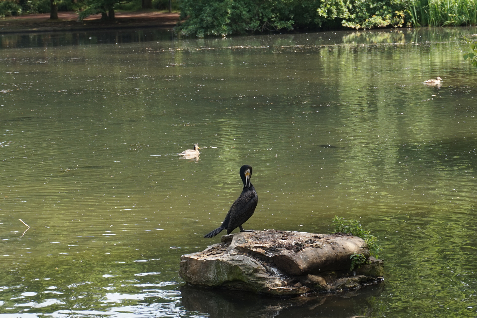 Kormoran