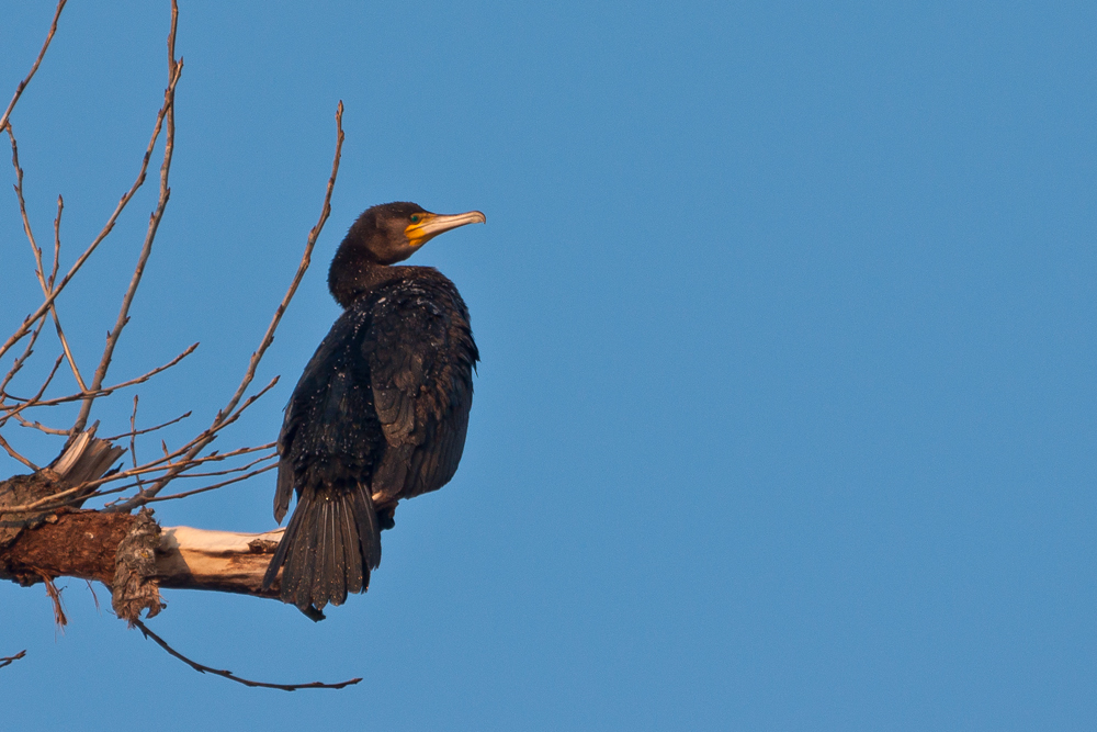 Kormoran