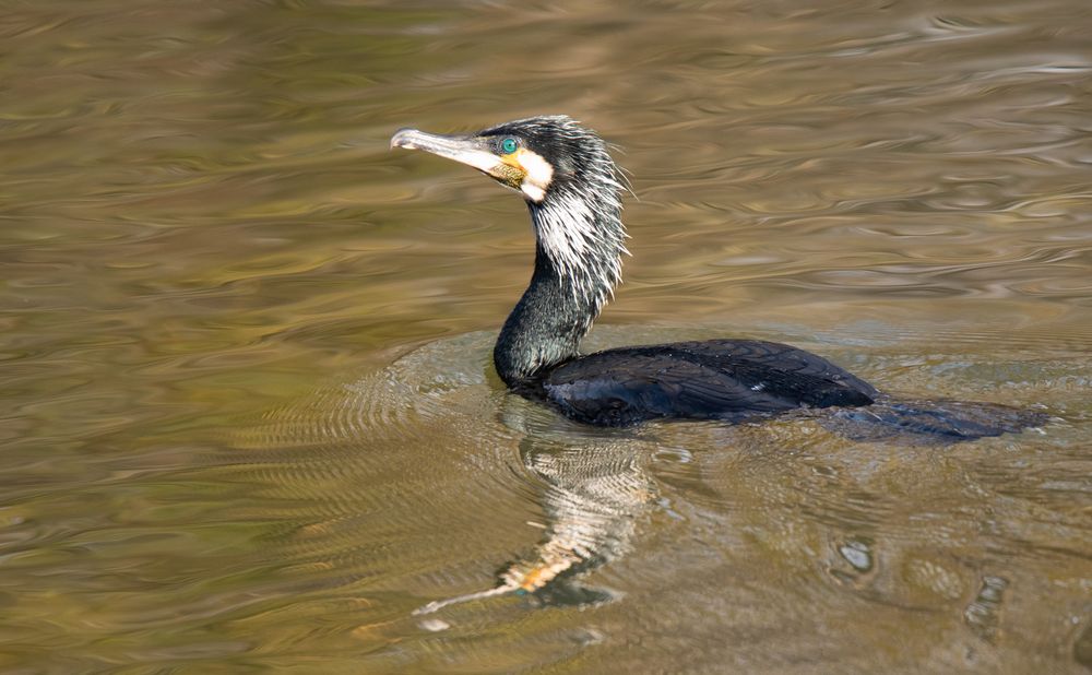 Kormoran