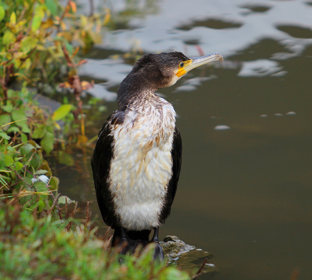 Kormoran