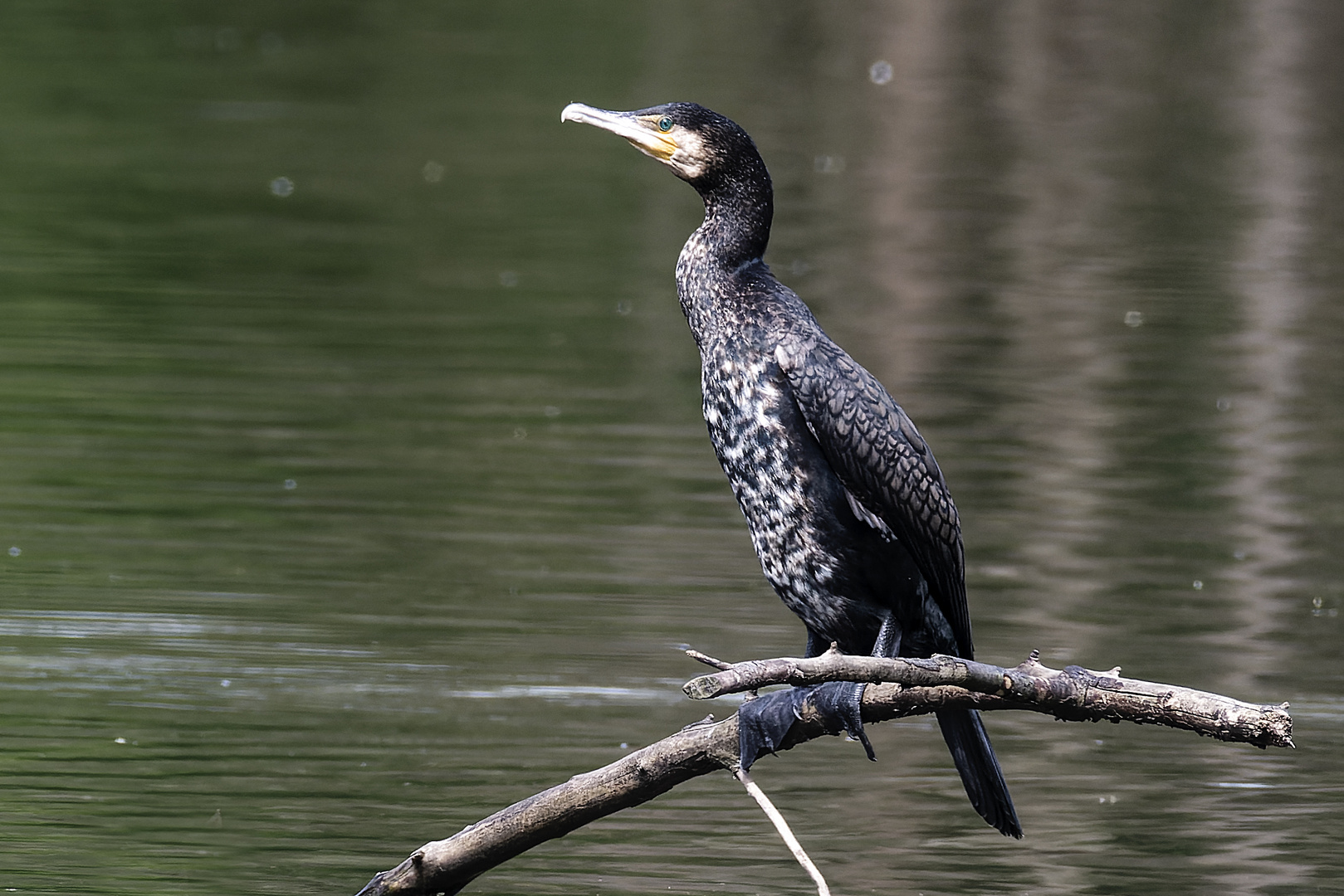 Kormoran