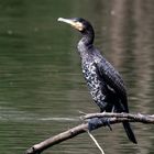 Kormoran