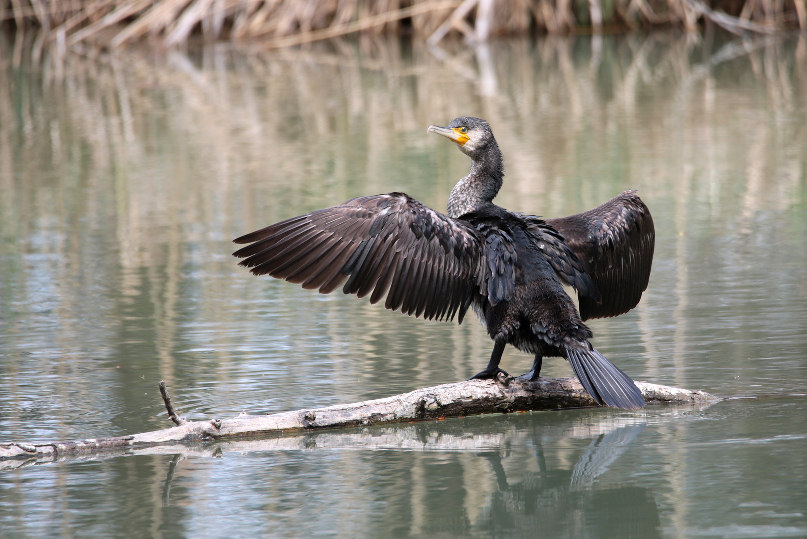 Kormoran