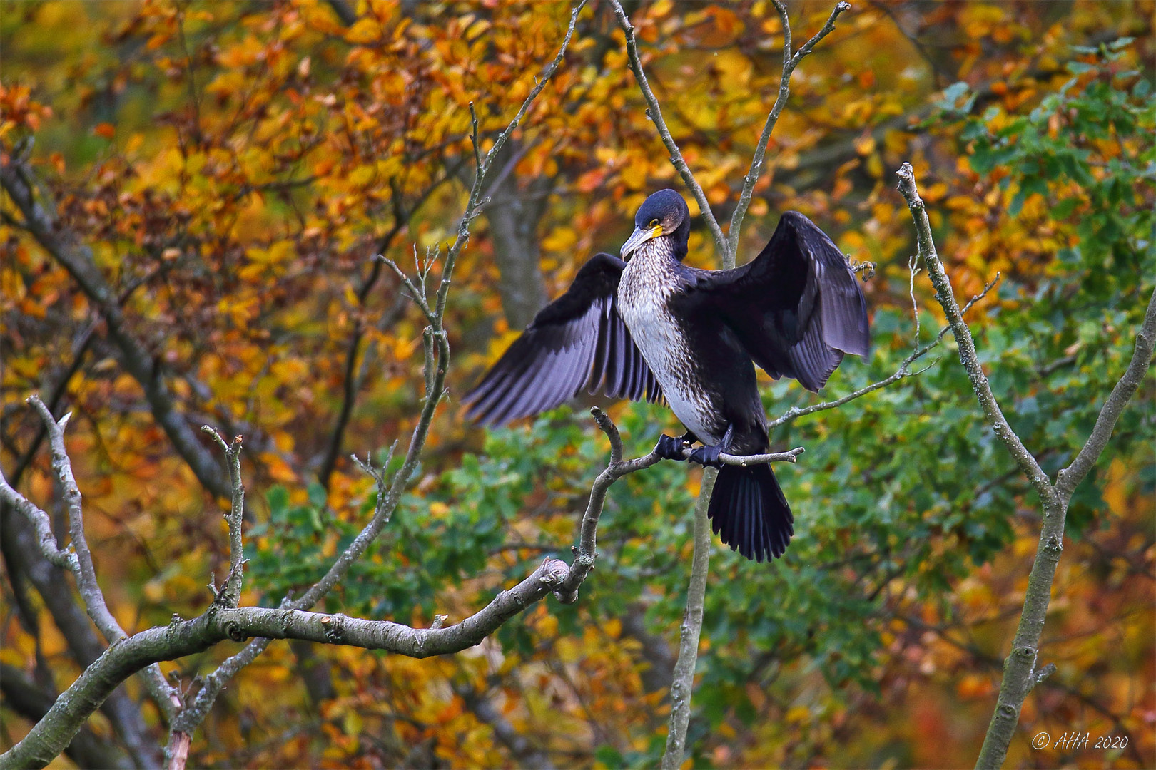 Kormoran