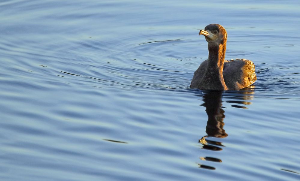 KORMORAN