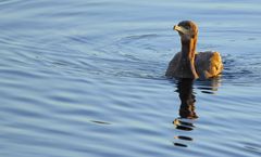 KORMORAN