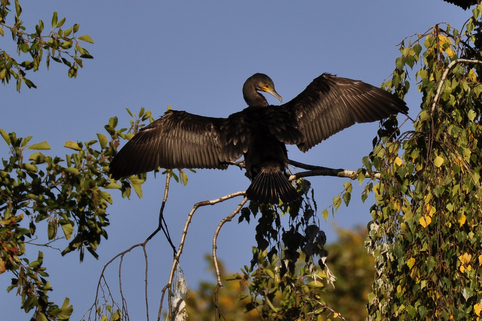 Kormoran