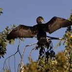 Kormoran