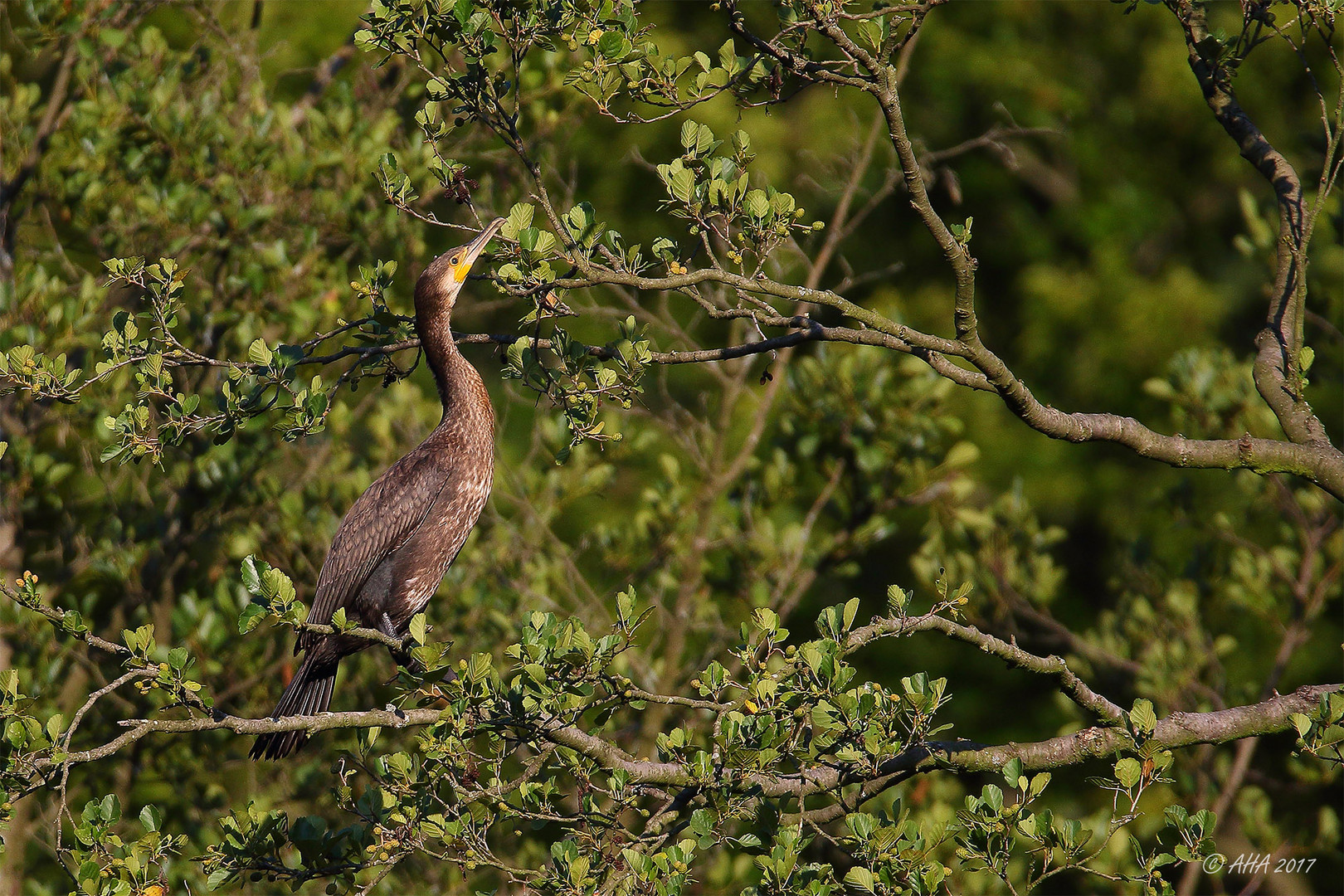 Kormoran