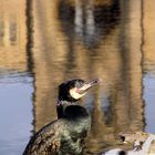 Kormoran bei Abendlicht