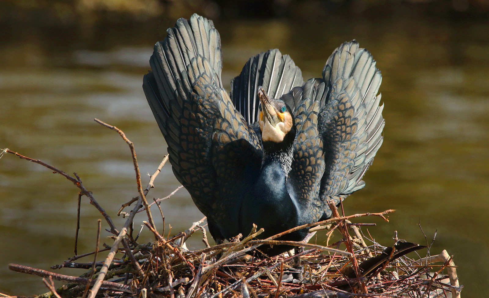 Kormoran bei der Balz