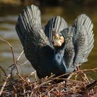 Kormoran bei der Balz