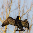 Kormoran bei der Gefiederpflege