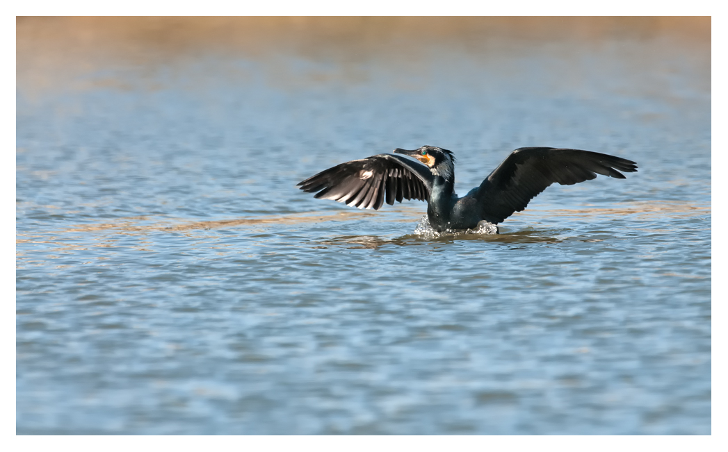 Kormoran bei der Landung