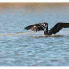 Kormoran bei der Landung