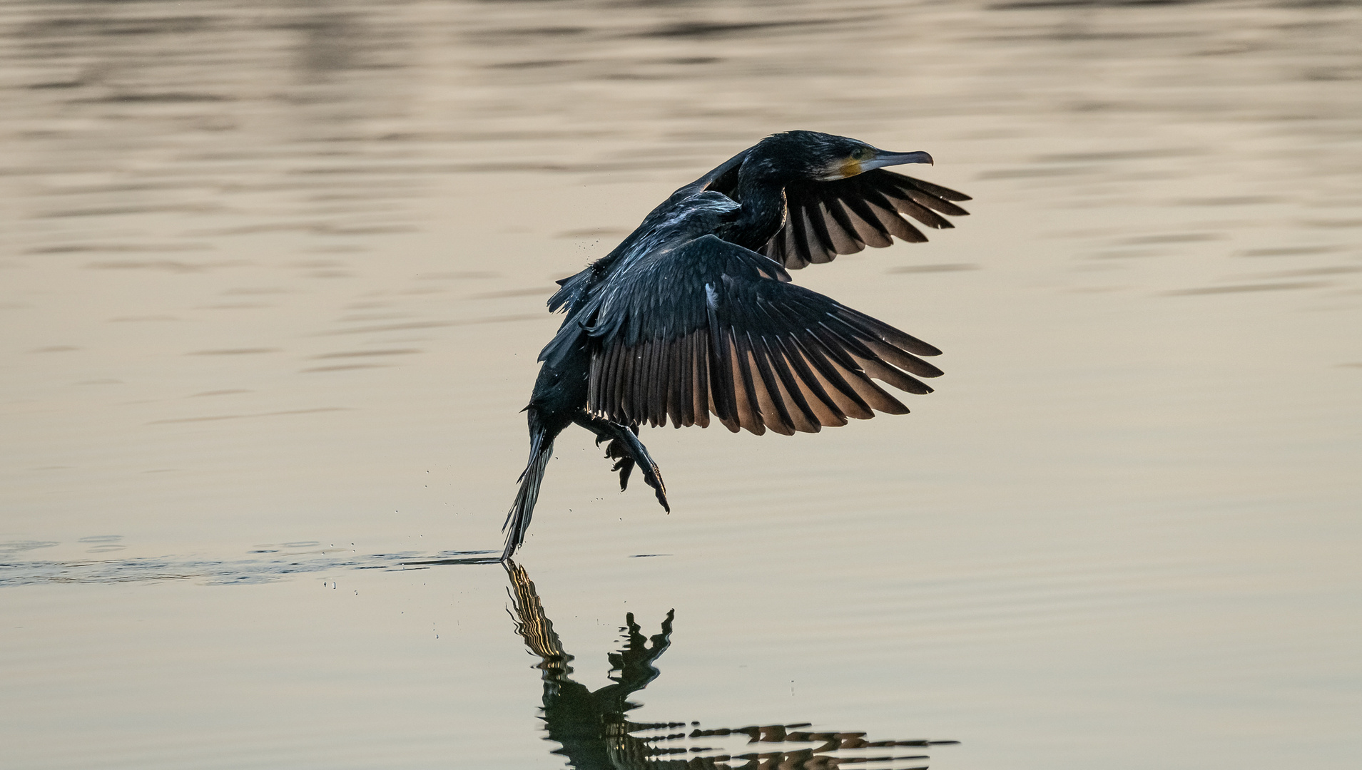 Kormoran bei der Landung ...