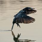 Kormoran bei der Landung ...