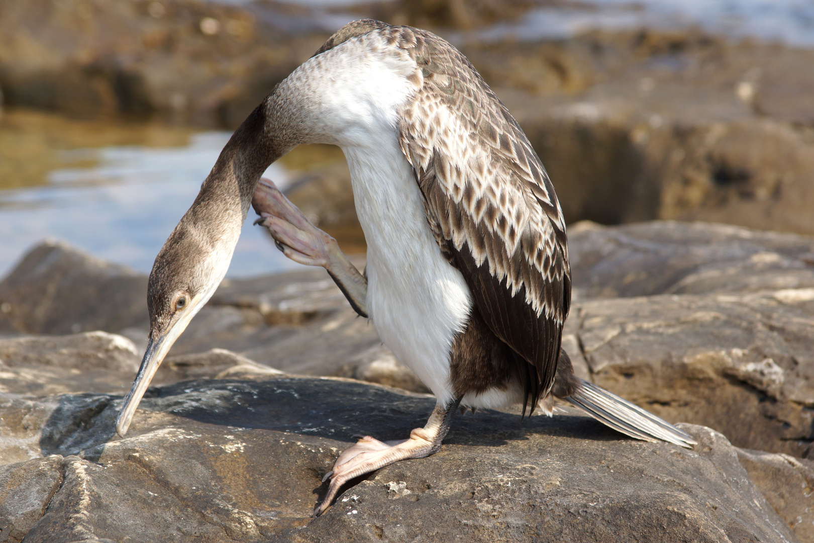 Kormoran bei der Morgentoilette