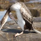 Kormoran bei der Morgentoilette